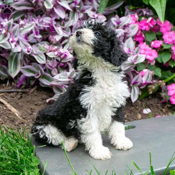 Emma, Bernedoodle Puppy